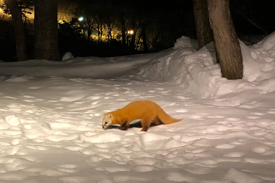 動物が遊びに来る宿
